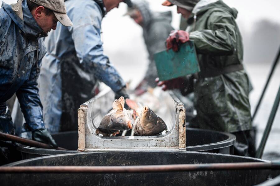 我可以在釣魚保險中加入勞動保險嗎？資格順序